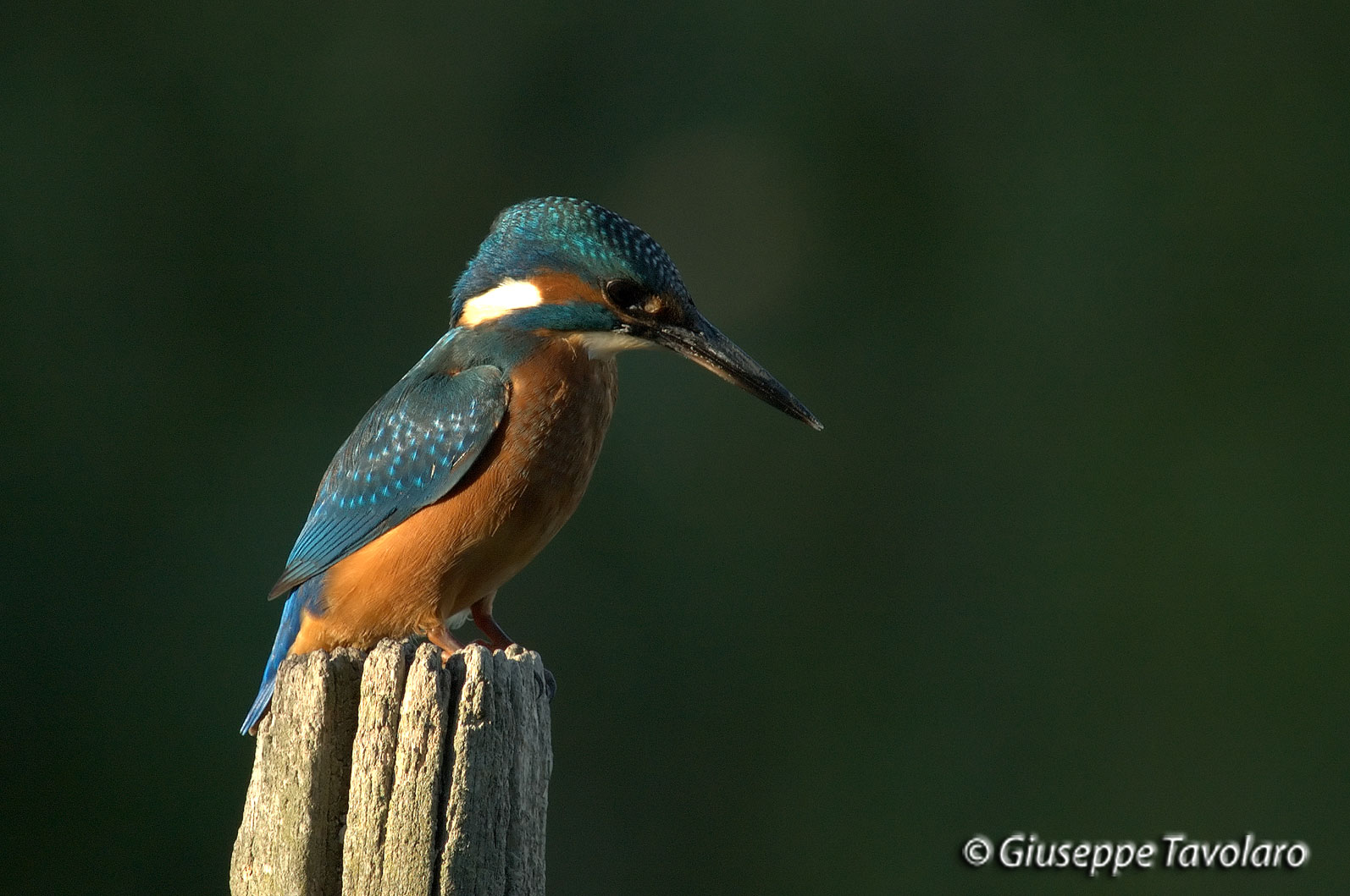 Martin pescatore (Alcedo atthis).